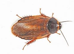 Image result for Surinam Cockroach