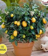 Image result for Dwarf Lemon Tree Indoor