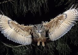 Image result for Adult Great Horned Owl