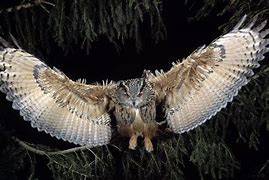 Image result for Great Horned Owl Maine