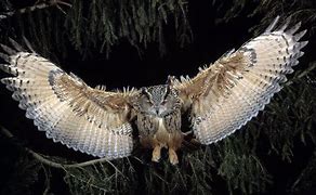 Image result for Owl Cemra