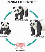 Image result for Panda Shaps