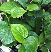 Image result for Piper Betel Plant