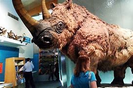 Image result for Ice Age Wolly Rhino