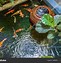 Image result for Carpa Koi