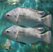 Image result for King Fish Tilapia