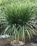 Image result for Dracena Multi