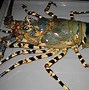 Image result for Ketam Bangkang