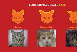 Image result for Cat Pain Scale