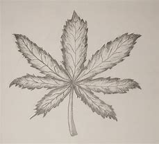 Image result for Pot Leaf Art