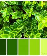 Image result for Fresh Leaf