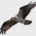 Image result for Osprey Logo