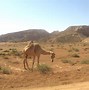 Image result for Desierto Fauna