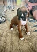 Image result for AKC Boxer Puppies