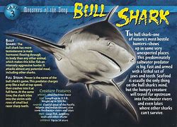 Image result for Bull Shark Pup