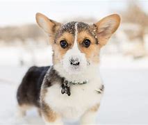 Image result for Adorable Corgi