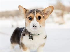 Image result for Best Corgi