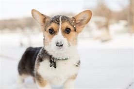 Image result for Corgi with Buzz Cut