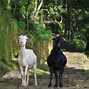 Image result for Male and Female Goat