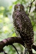 Image result for Powerful Owl