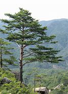 Image result for Pine