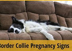 Image result for Pregnant Border Collie