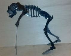 Image result for Monkey Skeleton