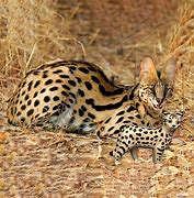 Image result for Serval Cat Figurine