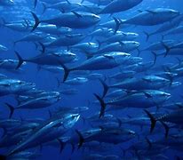 Image result for Bluefin Tuna Fin