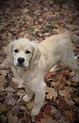 Image result for Cocker Retriever