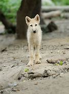 Image result for Wolf Pup Artic