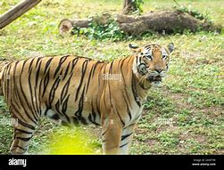 Image result for Alamy Tiger