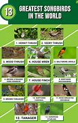 Image result for Songbirds List