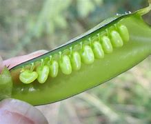 Image result for Big 12 Pods