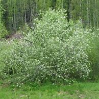 Image result for May Day Tree