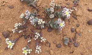 Image result for Dudleya San Diego