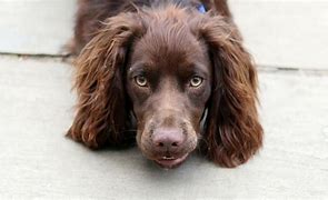 Image result for Brown English Cocker Spaniel