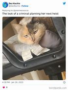 Image result for Cat Crimes Cheat Sheet