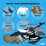 Image result for Ocean Mammals Animals