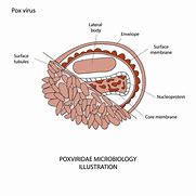 Image result for Pox Virus Structure