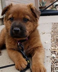 Image result for Shepherd Golden Retriever Mix Puppy