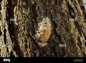 Image result for Moth Egg Sack