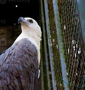 Image result for Eagle Portrait