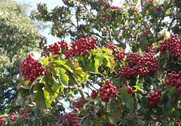 Image result for Pinnatifida Tree