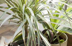 Image result for Dracena Multi