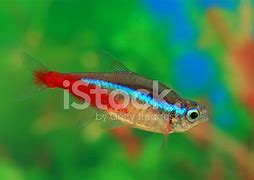 Image result for Neon Aquarium Fish