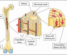 Image result for Inside Bone Labeled