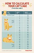 Image result for Age of Kittens