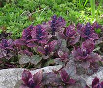 Image result for Evergreen Groundcovers Perennials