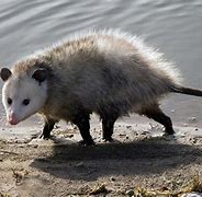 Image result for Black Opossum